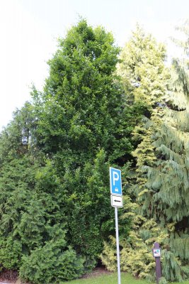 Fagus sylvatica 'Dawyck gold' - buk obecný, lesní - celek